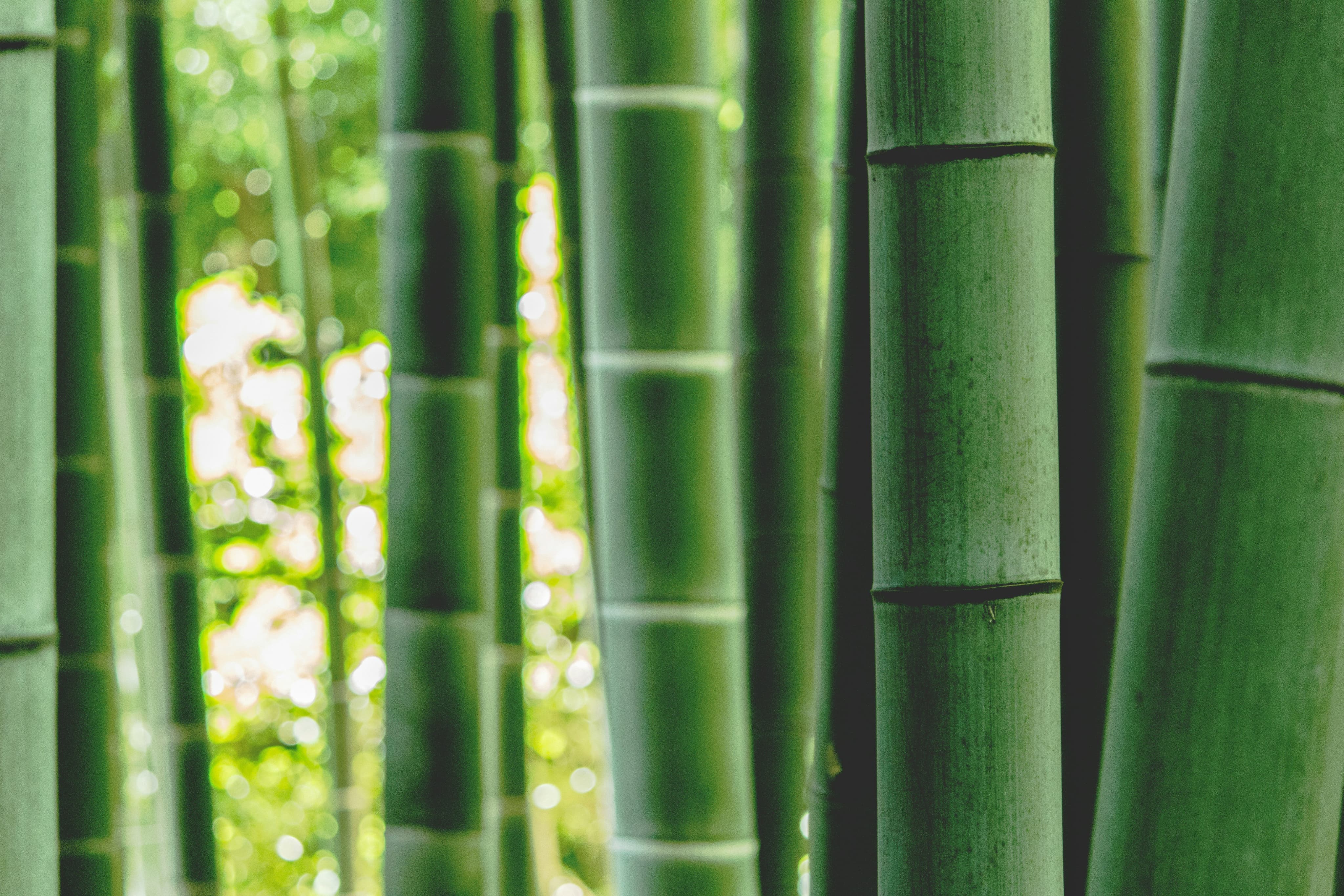 Le Bamboo 
Un cadeau pour un avenir durable
